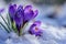 Blooming purple crocuses emerging from under a blanket of melting snow, symbolizing the arrival of early spring, vibrant purple