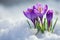 Blooming purple crocuses emerging from under a blanket of melting snow, symbolizing the arrival of early spring, vibrant purple