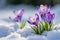 Blooming purple crocuses emerging from under a blanket of melting snow, symbolizing the arrival of early spring, vibrant purple