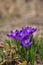 The blooming purple crocuses heralds of spring in the garden