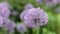 Blooming purple decorative green onion Allium in a strong wind close-up