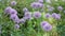 Blooming purple decorative green onion Allium in the wind on a blurred background