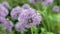 Blooming purple decorative green onion Allium in a wind close-up on a blurred background