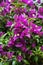 Blooming purple flower, bougainvillea glabra nyctaginaceae from brazil