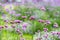 Blooming purple flower Verbena