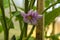 Blooming purple flowers eggplant on bush. Studio Photo