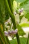 Blooming purple flowers eggplant on bush. Studio Photo