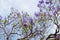 Blooming with purple flowers Jacaranda tree branches against blu