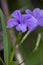 Blooming purple flowers of Mexican petunia  Mexican bluebell or Britton\'s wild petunia (Ruellia simplex)