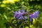 Blooming purple flowers rhododendron in spring