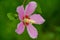 Blooming purple hibiscus flowers