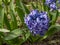 Blooming purple Hyacinthus, close up for background use, spring