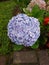 Blooming Purple Hydrangea in Malino, South Sulawesi, Indonesia