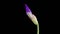 Blooming Purple Iris Flower