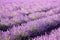 Blooming purple lavender, colorful summer background. Field of lilac fragrant lavender on a clear sunny day.