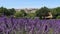 Blooming purple lavender field in french Provence.