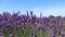 Blooming purple lavender field in french Provence