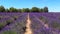 Blooming purple lavender field in french Provence.