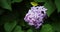 Blooming purple lilac