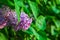 Blooming purple lilac flower with green leaf trembling in the slight breeze after rain. Natural lilac flower background, macro,