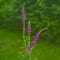 Blooming purple loosestrife Lythrum salicaria on blured natural gree background