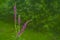 Blooming purple loosestrife Lythrum salicaria on blured natural gree background