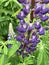 Blooming purple lupine with leaves in raindrops