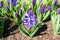 Blooming purple muscari in sunshine, Keukenhof