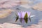 Blooming purple nymphea closeup (Lat. - nymphaea caerulea