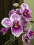 Blooming Purple orchid flower. Indoor pink flower Orchid