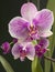 Blooming Purple orchid flower. Indoor pink flower Orchid