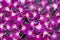 Blooming purple orchid flower pattern background