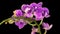 Blooming Purple Orchid Phalaenopsis Flower