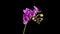 Blooming Purple Orchid Phalaenopsis Flower