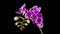 Blooming Purple Orchid Phalaenopsis Flower