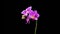 Blooming Purple Orchid Phalaenopsis Flower