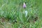 Blooming purple Orchis flower in a field