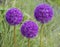 Blooming purple ornamental onion Allium hollandicum, Purple Sensation against the green grass background