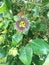 Blooming Purple Passionflower Vines in the Forest