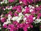 Blooming purple, pink and white flowers bougainvillea white green leaves background