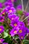 Blooming purple primrose flowers on a sunny day close-up photo.