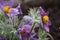 Blooming purple pulsatilla with rain drops
