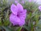 A blooming purple ruellia tuberosa or minnieroot flower