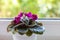 Blooming purple saintpaulia in a white pot on a windowsill