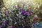 Blooming purple saxifrage, 81 N
