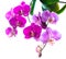 Blooming purple and soft lilac orchid is isolated on white