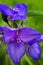 Blooming Purple Spiderwort