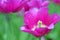 The blooming purple tulip