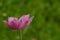 Blooming purple tulip against green grass