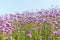 Blooming purple verbena